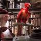Get Your Hot Wings! Could Fawkes The Phoenix Return In 'Fantastic Beasts 2?'