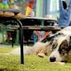 Schulhund Sirius bestärkt die Kinder in der Lambertus-Grundschule ...